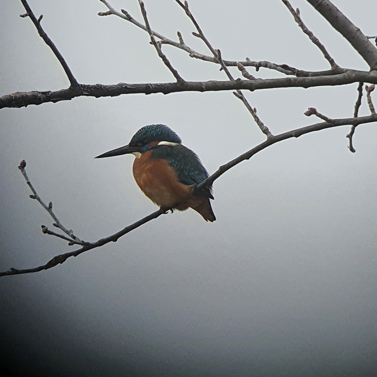 ledňáček říční - ML639541159