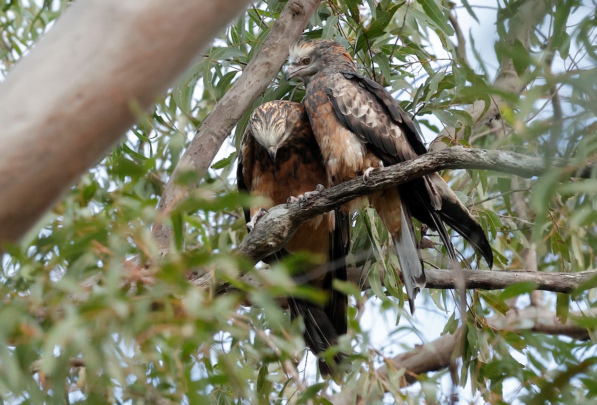 Square-tailed Kite - ML639541227