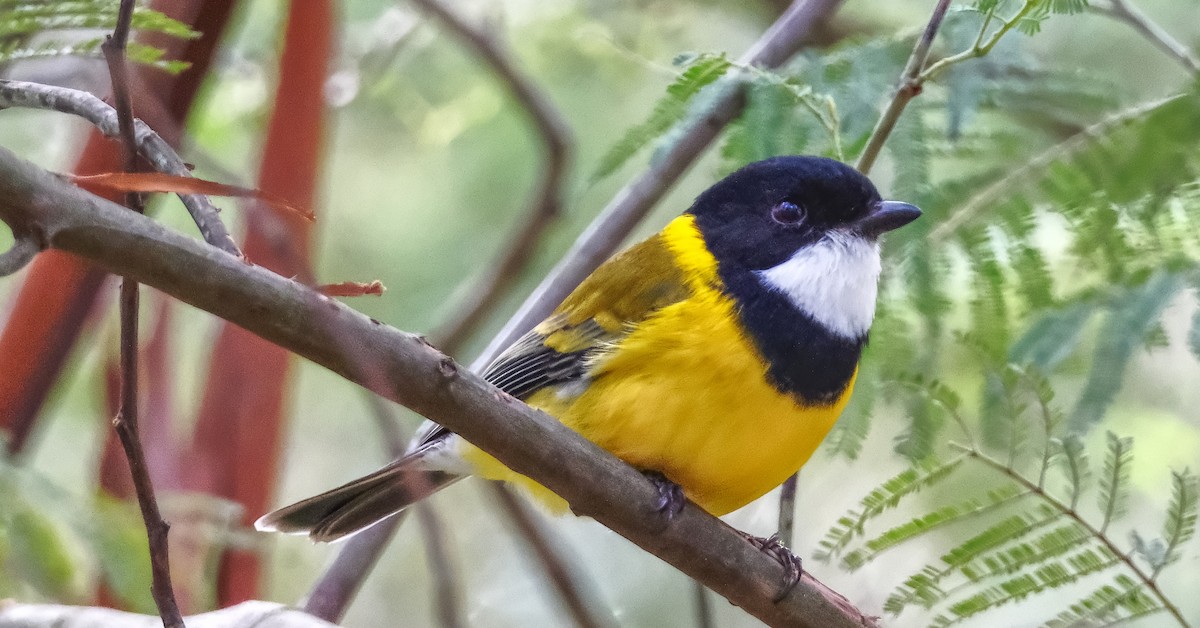 Golden Whistler - ML639541231