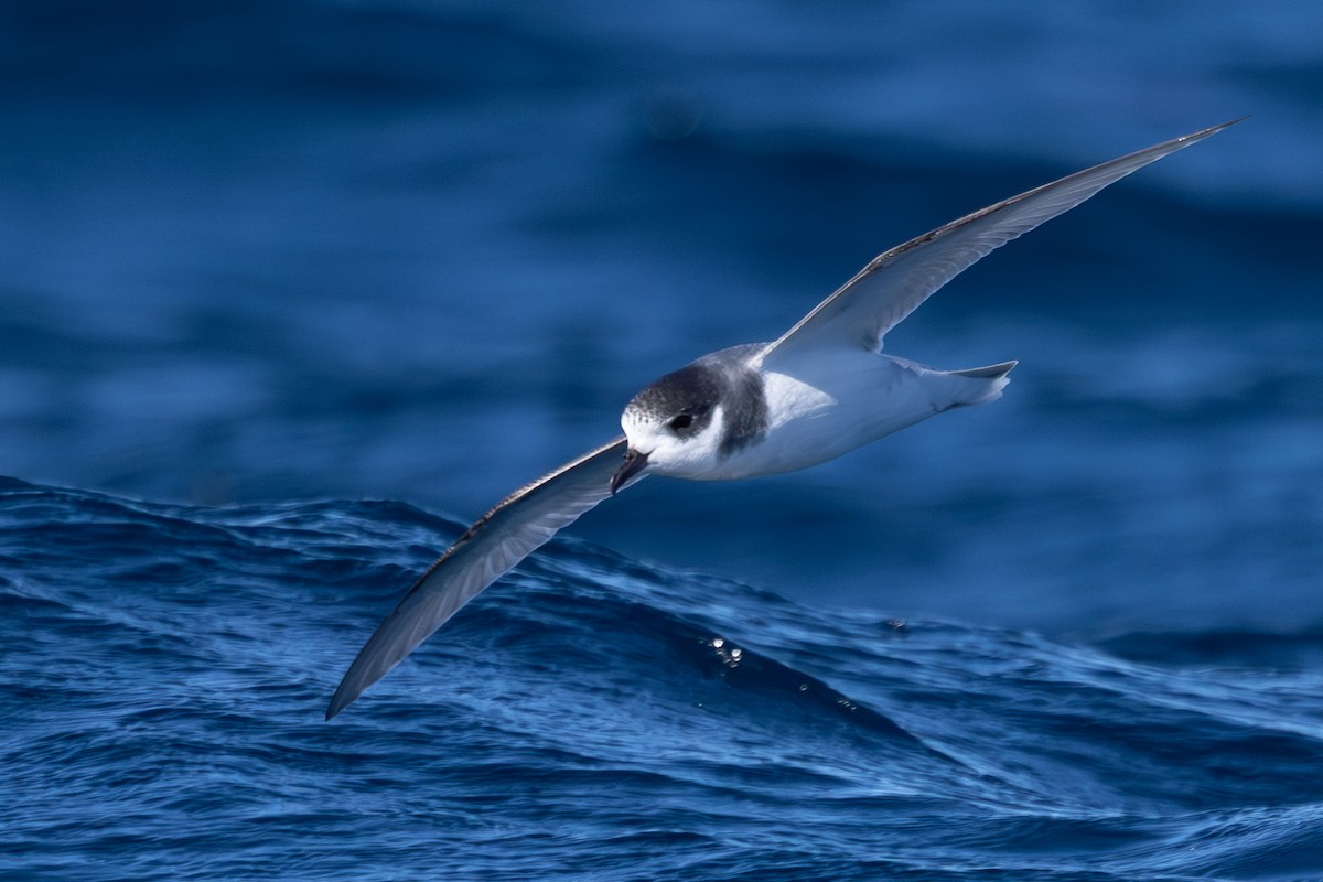 Blue Petrel - ML639541289