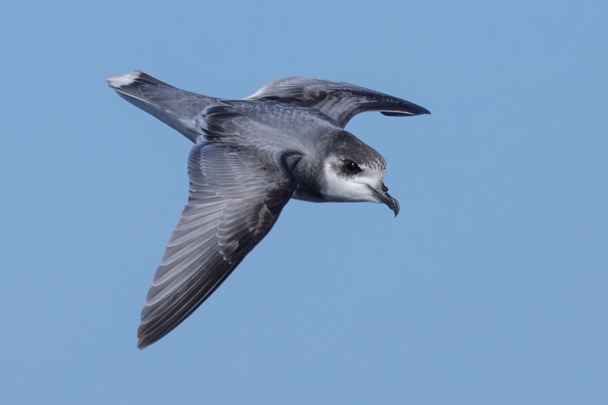 Blue Petrel - ML639541352