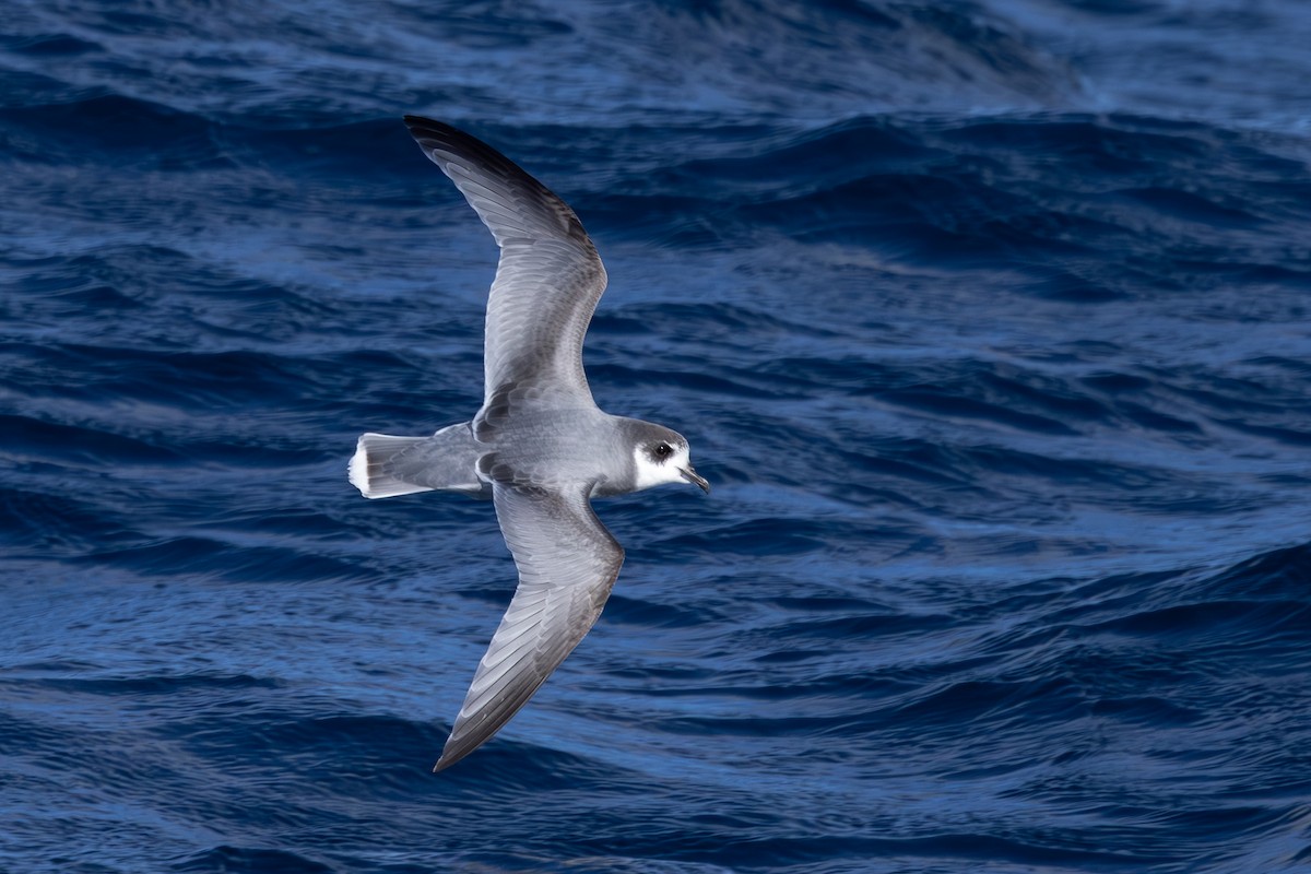 Blue Petrel - ML639541353