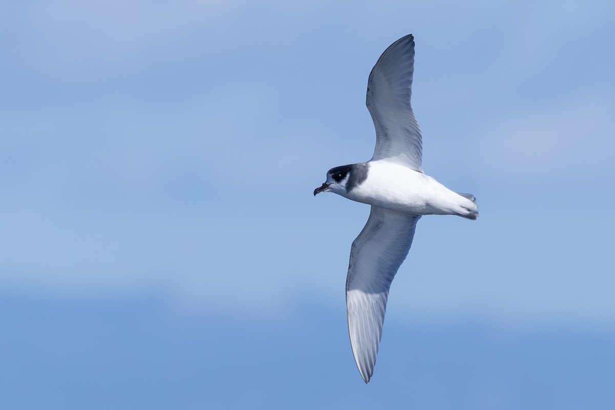 Blue Petrel - ML639541354