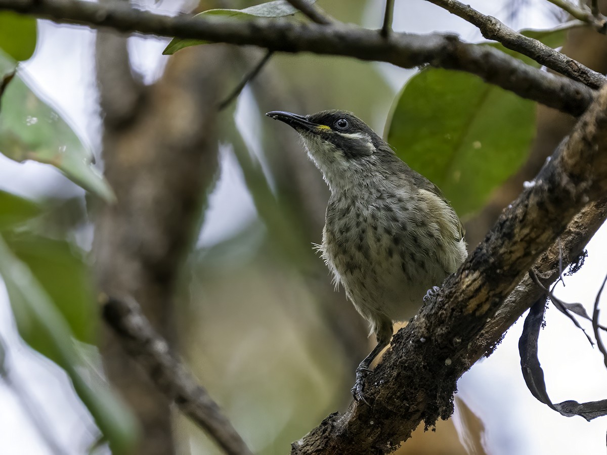 White-lined Honeyeater - ML639541374