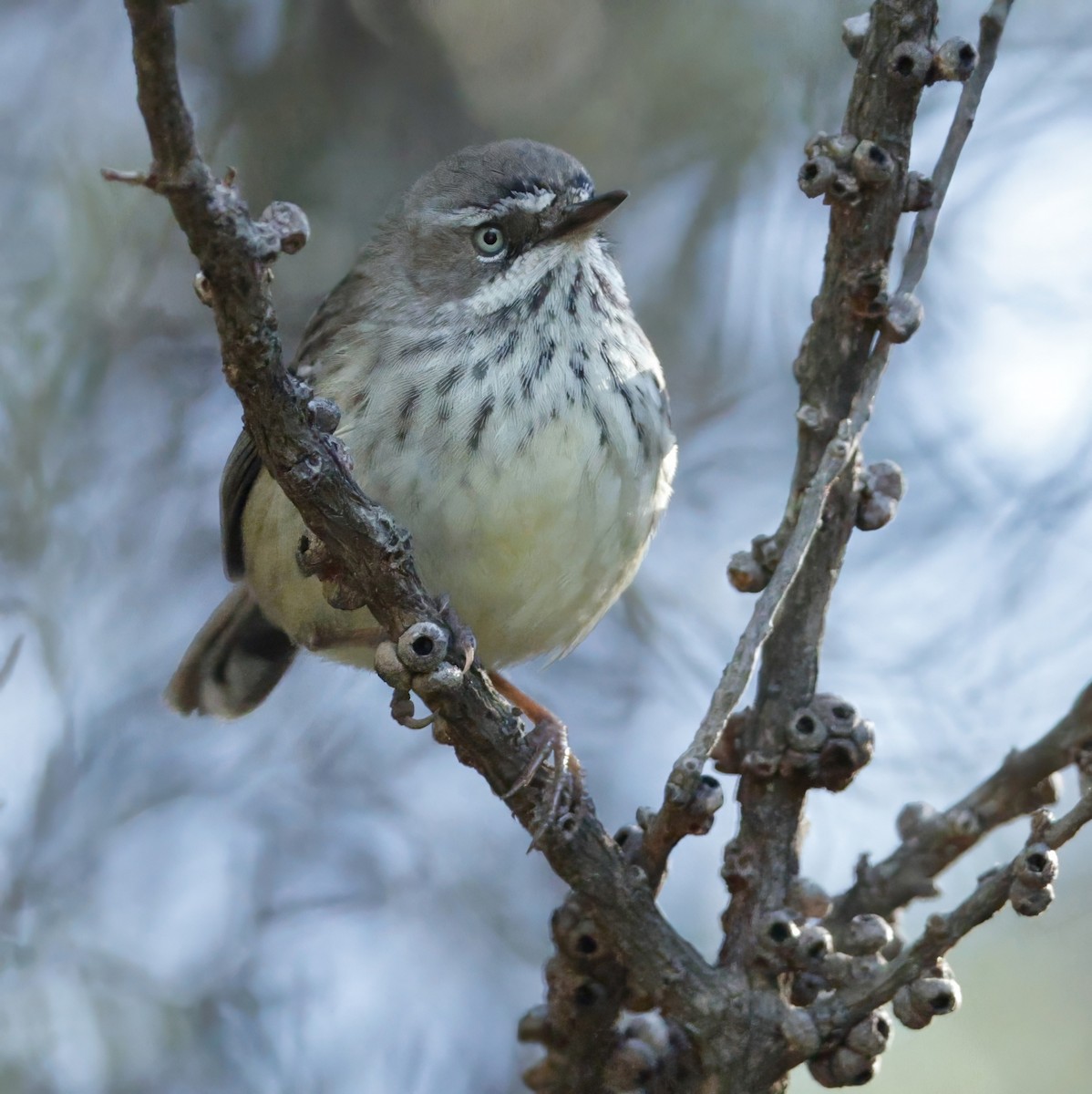 Spotted Scrubwren - ML639541387
