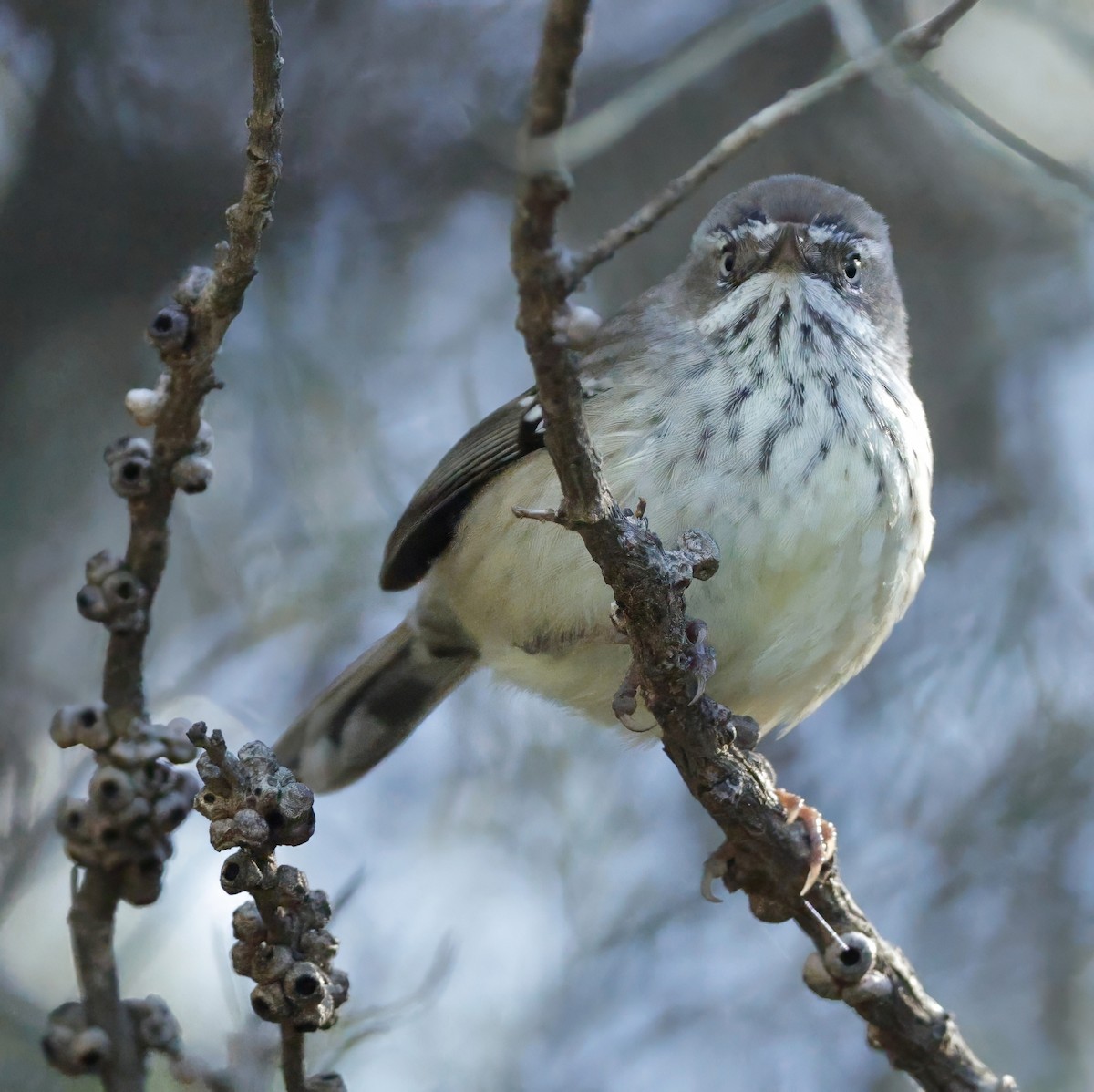 Spotted Scrubwren - ML639541388