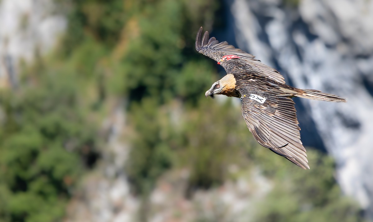 Bearded Vulture - ML639541485