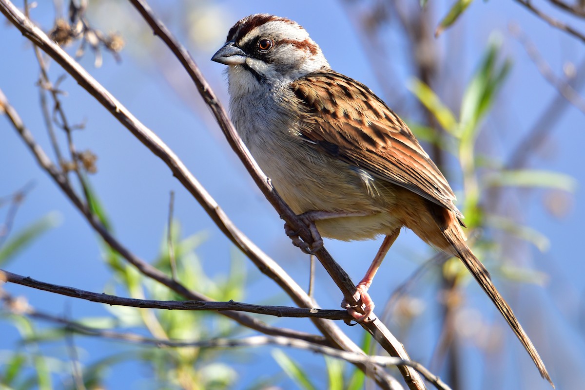 Yungas Sparrow - ML639541531