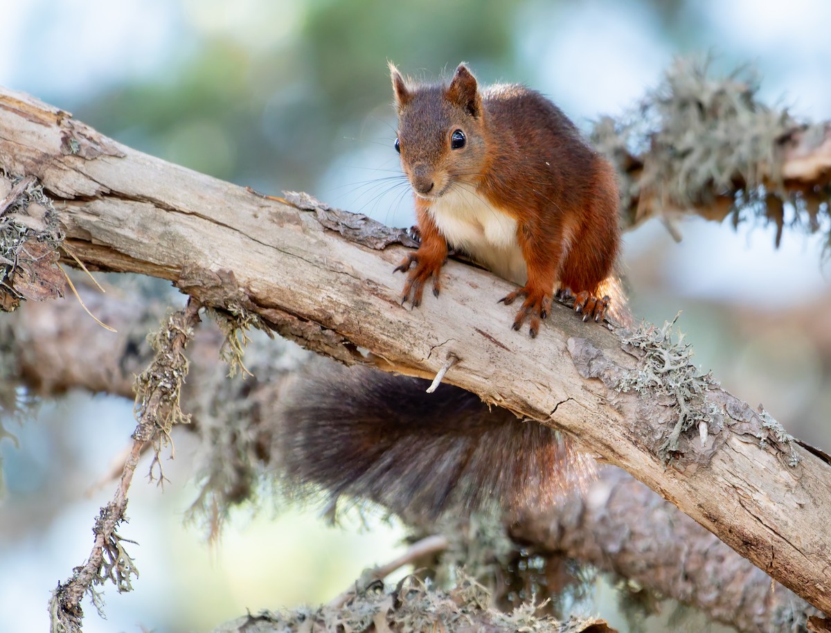 Eurasian Red Squirrel - ML639541568