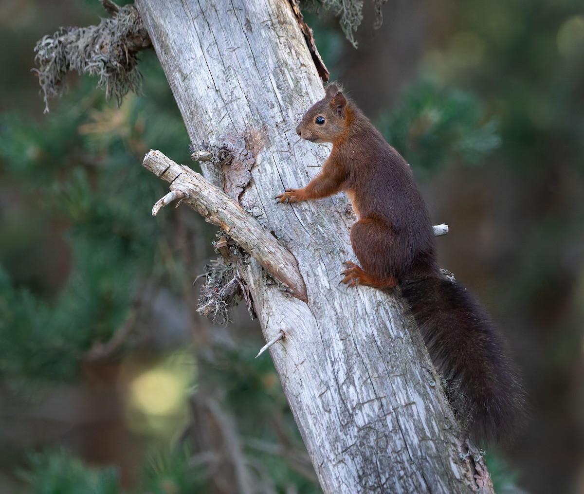 Eurasian Red Squirrel - ML639541569