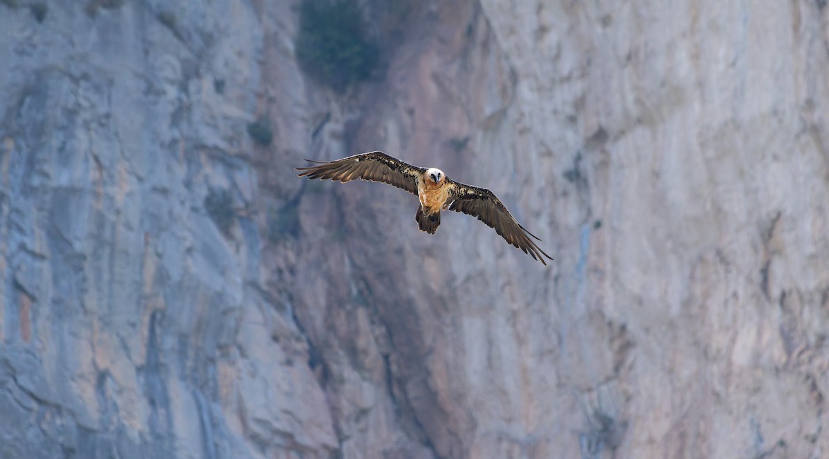 Bearded Vulture - ML639541629