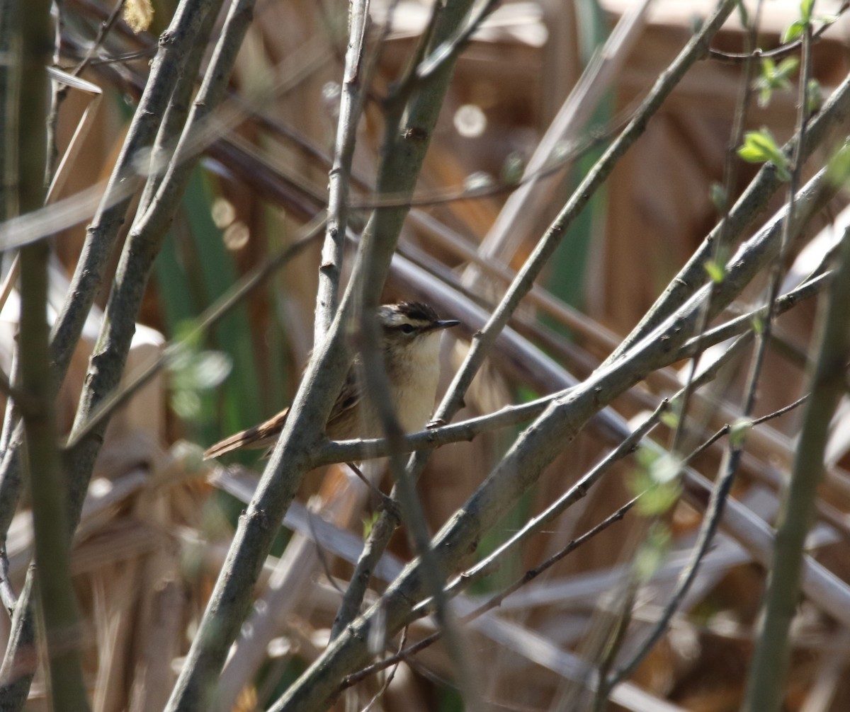 rákosník tamaryškový - ML639541645