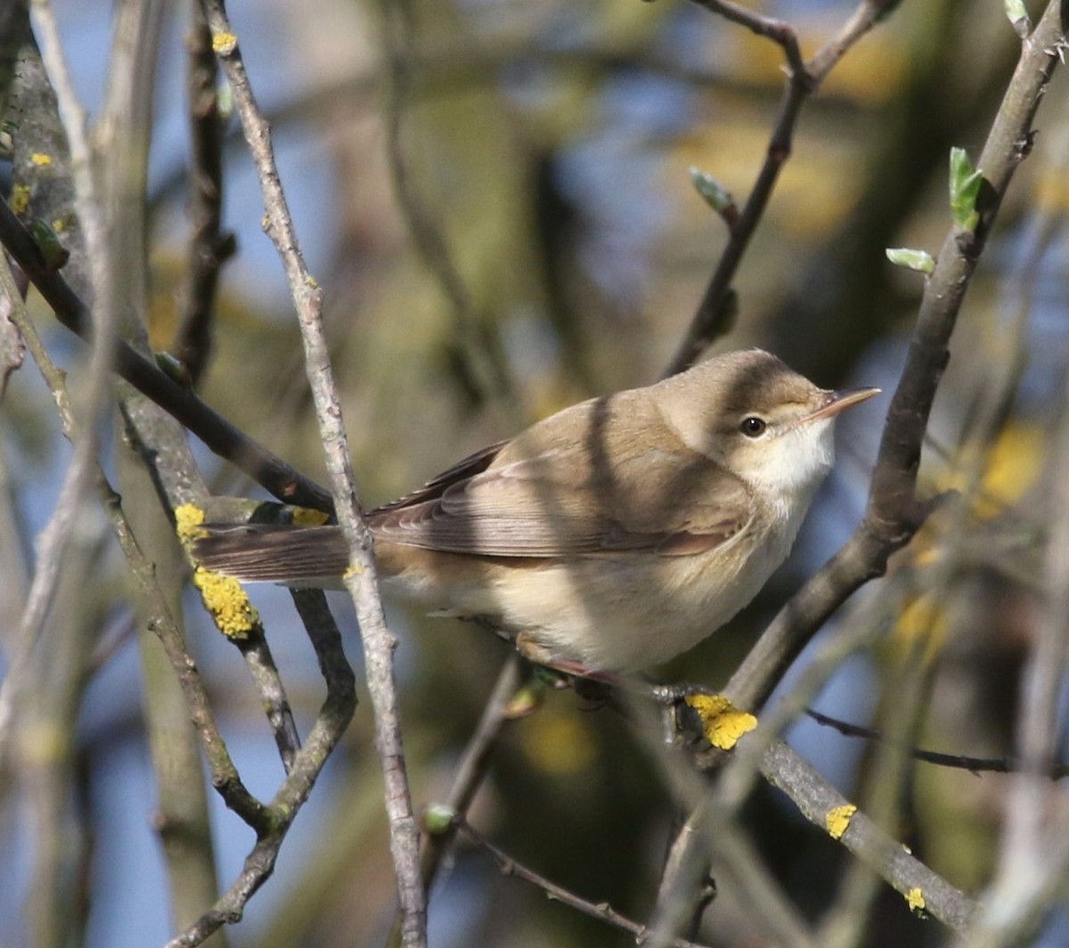 rákosník obecný - ML639541695