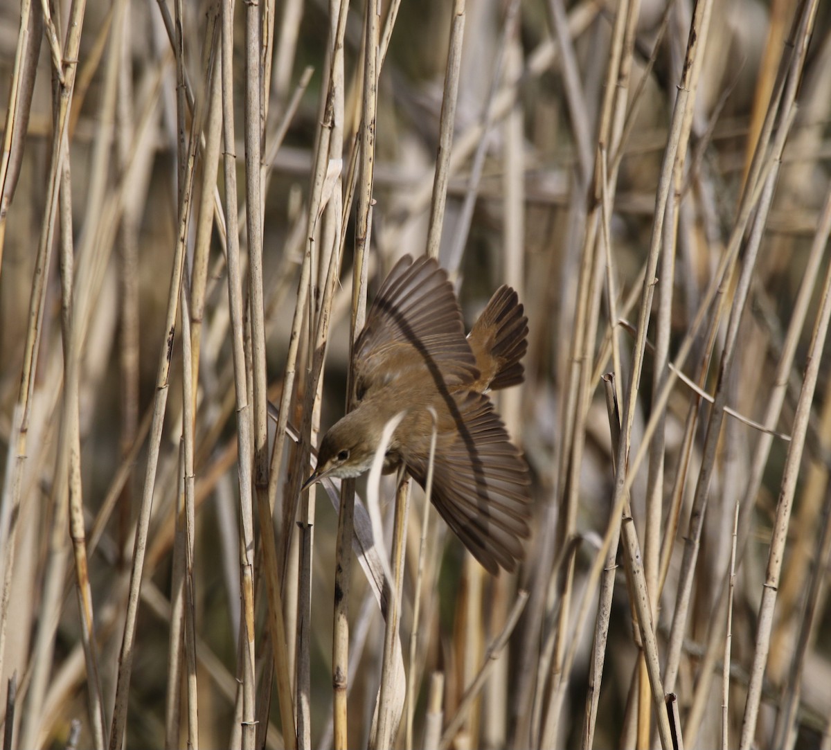 rákosník obecný - ML639541696
