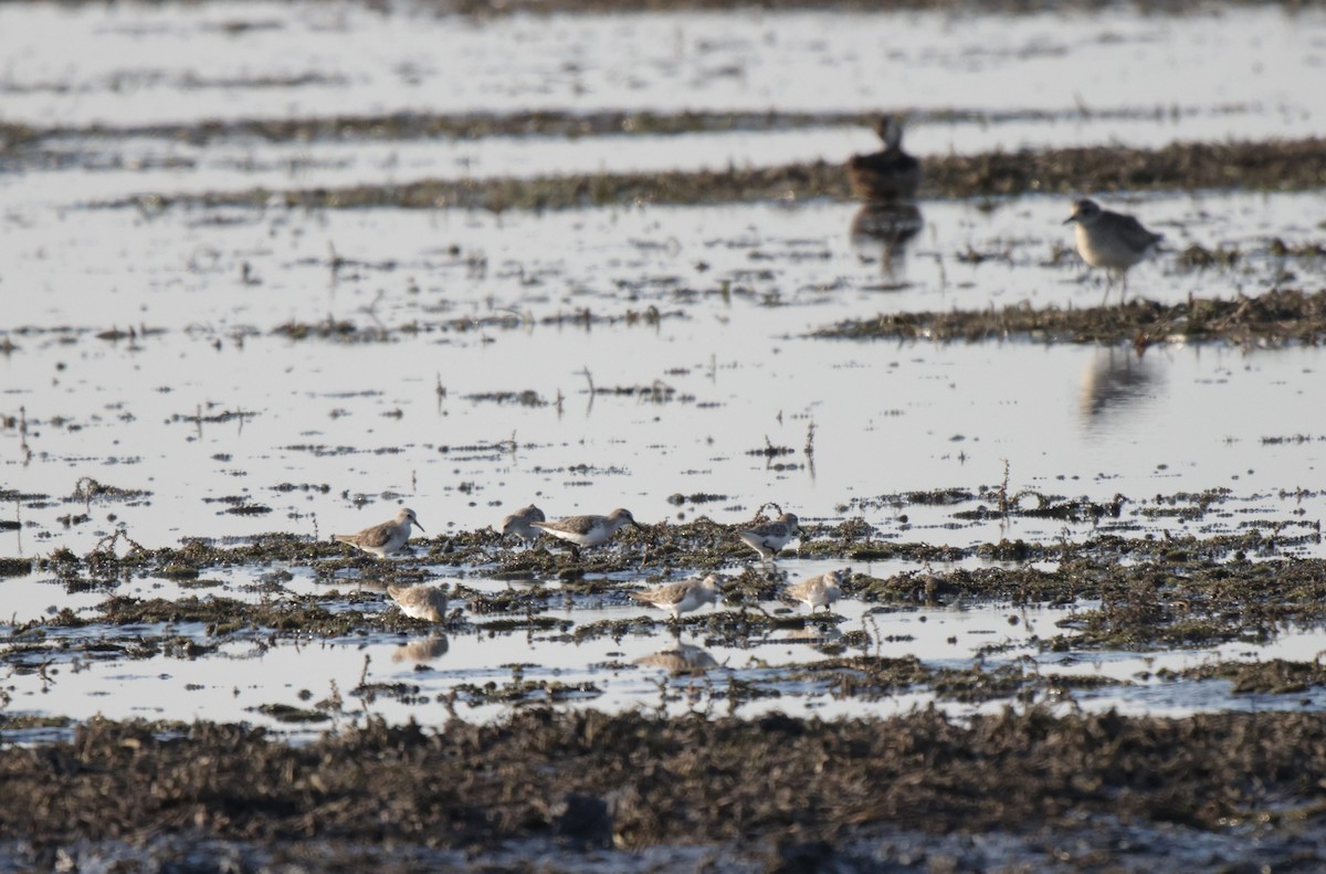 Little Stint - ML639541739