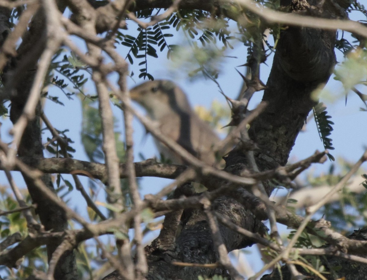 Olive-tree Warbler - ML639541779