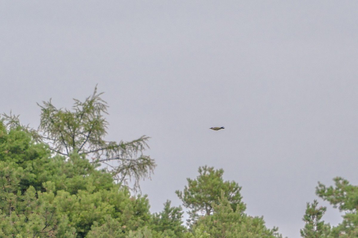 Eurasian Green Woodpecker - ML639541799