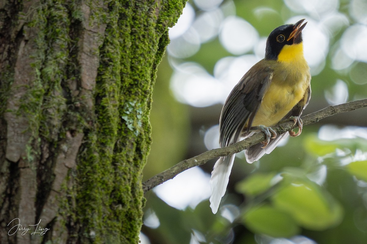 Blue-crowned Laughingthrush - ML639541871