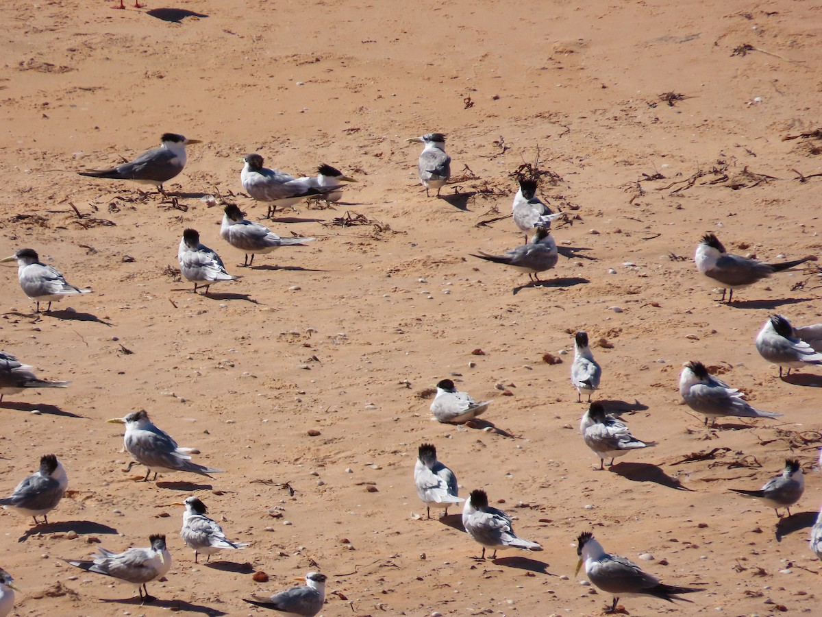 Great Crested Tern - ML639541930