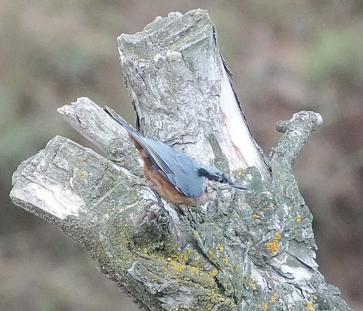 Kashmir Nuthatch - ML639541933