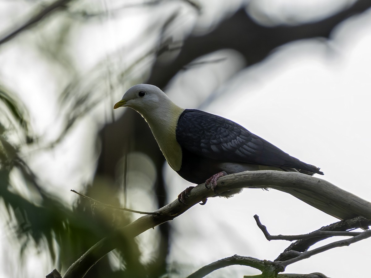 Black-banded Fruit-Dove - ML639541941