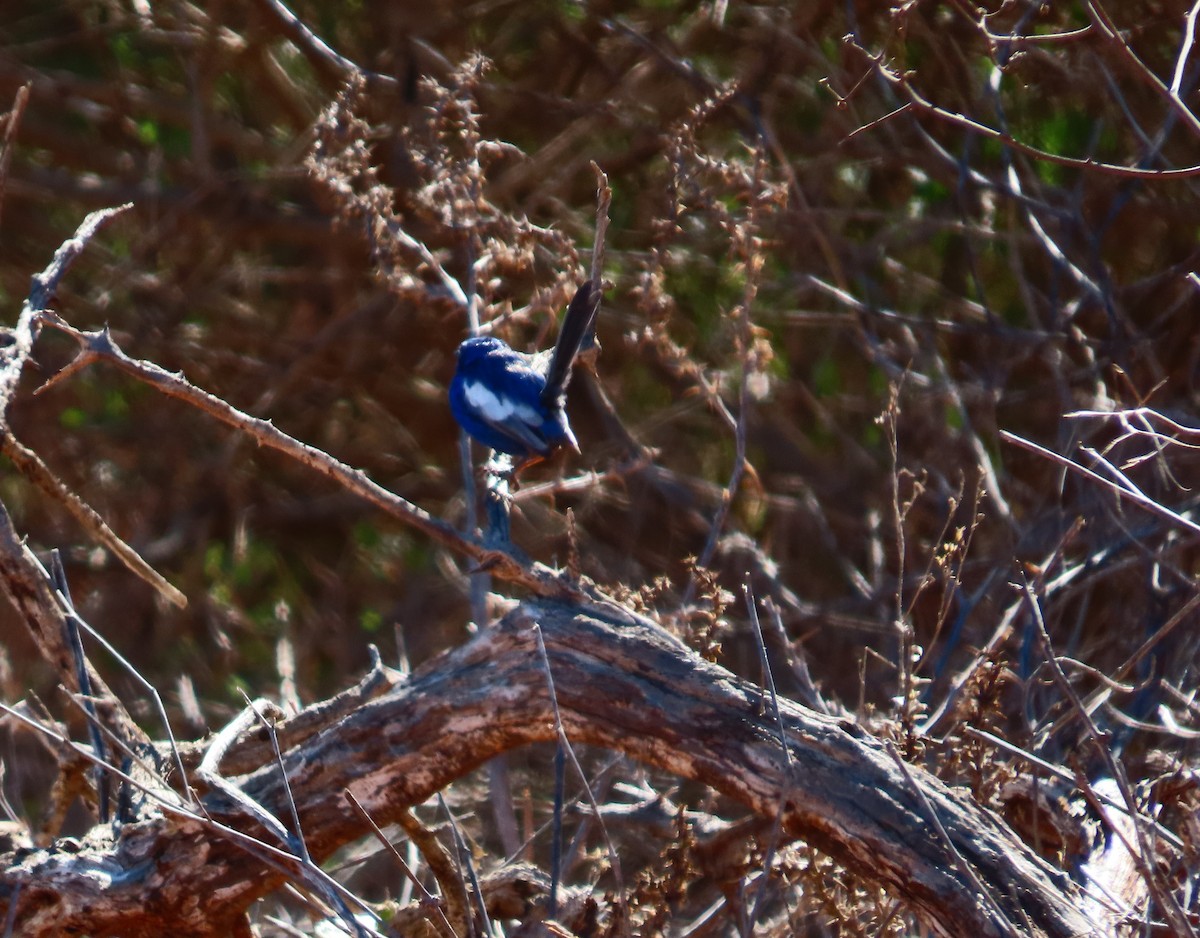 White-winged Fairywren - ML639541947