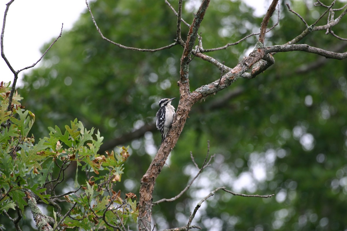 Hairy Woodpecker - ML639541948