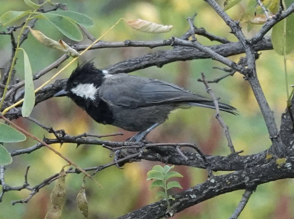 Rufous-naped Tit - ML639541951