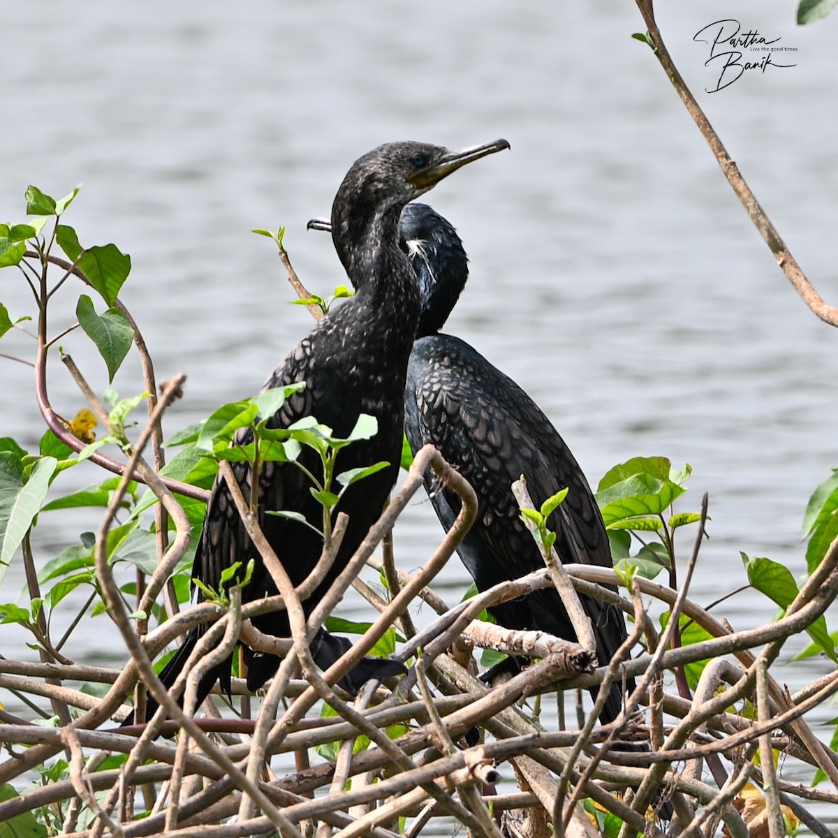 Indian Cormorant - ML639541957