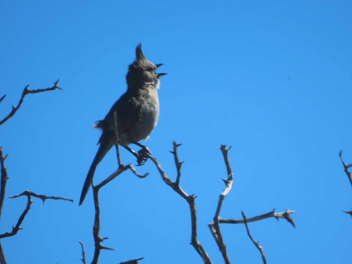 Chiming Wedgebill - ML639541964