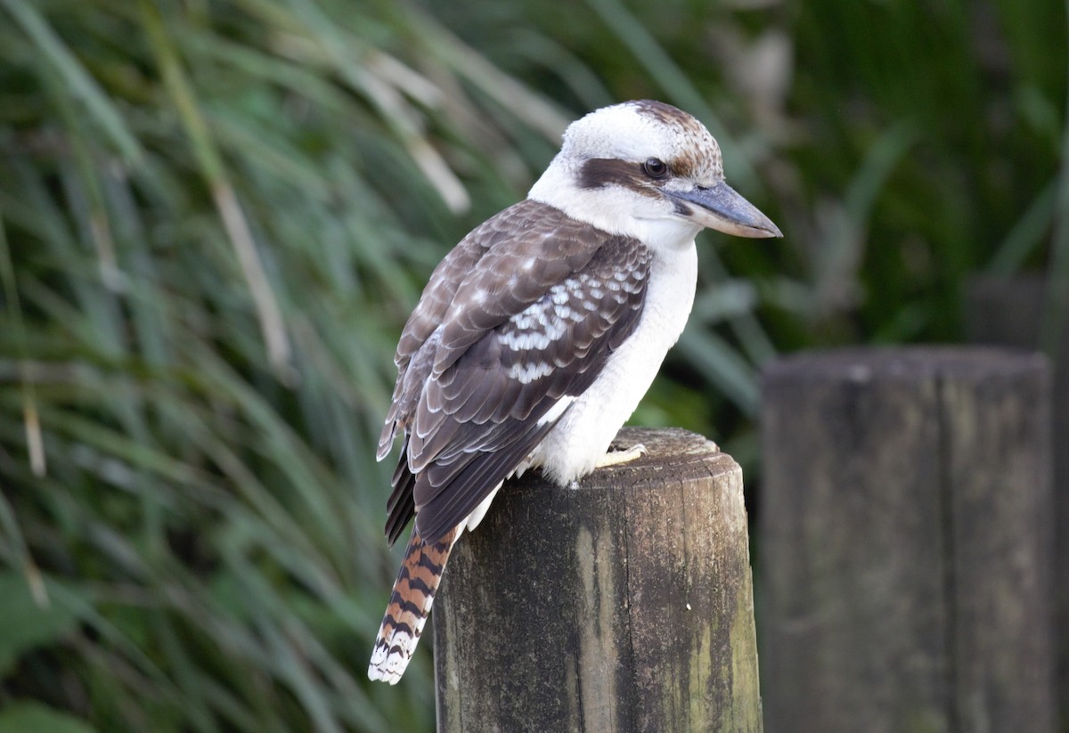 Laughing Kookaburra - ML639541994