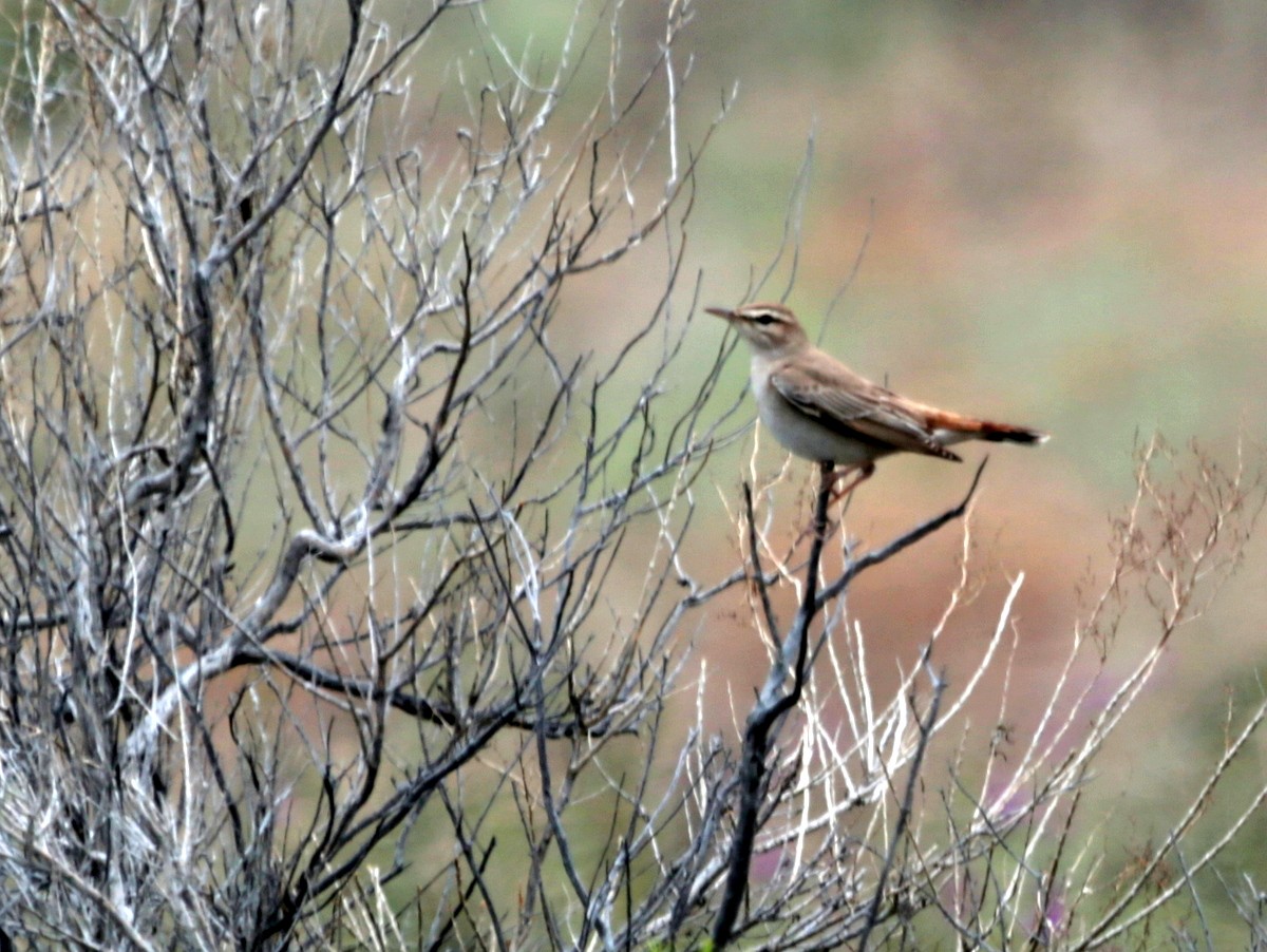 Rufous-tailed Scrub-Robin - ML639541997