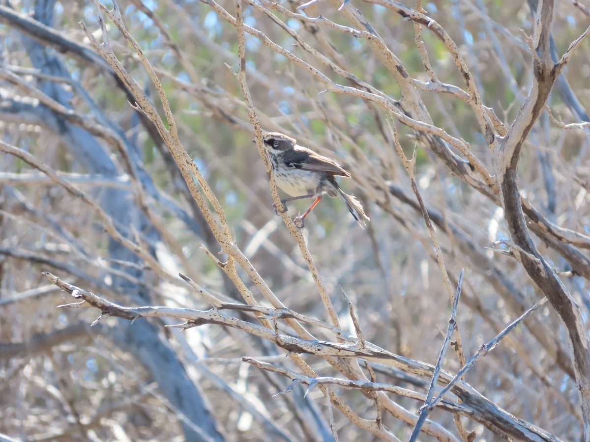 Spotted Scrubwren - ML639542000