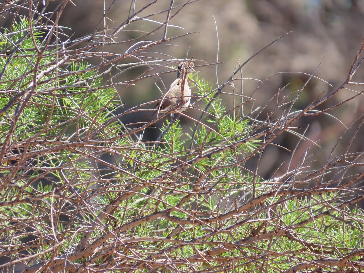 Spotted Scrubwren - ML639542001