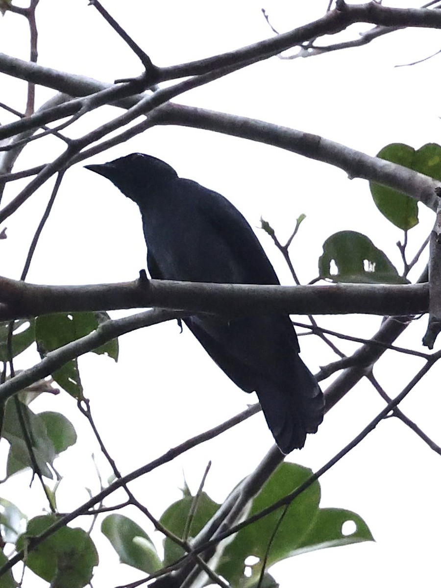 Lesser Cuckooshrike - ML639542002