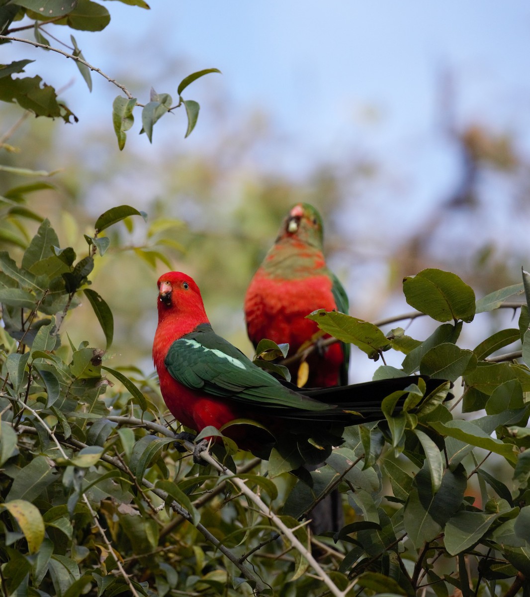 Australian King-Parrot - ML639542007
