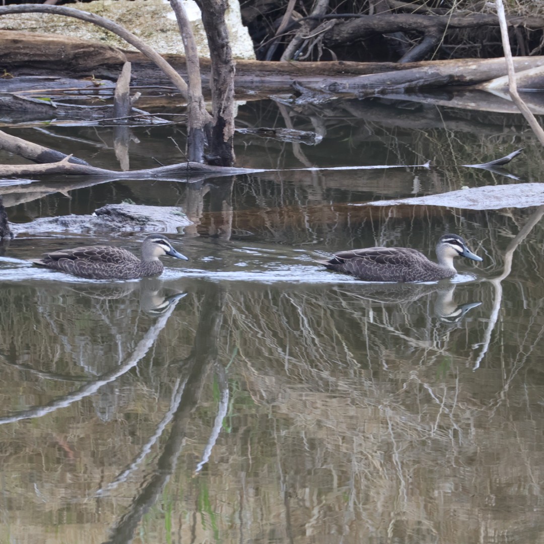 Pacific Black Duck - ML639542008