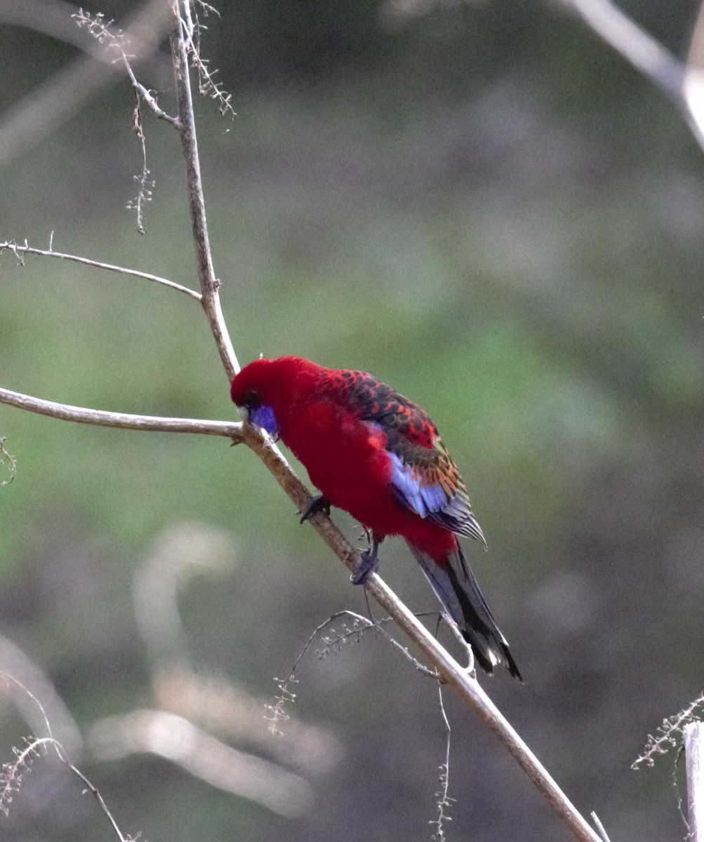 Crimson Rosella - ML639542016