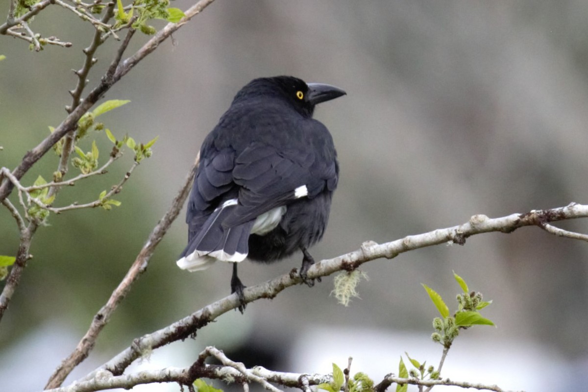 Pied Currawong - ML639542019
