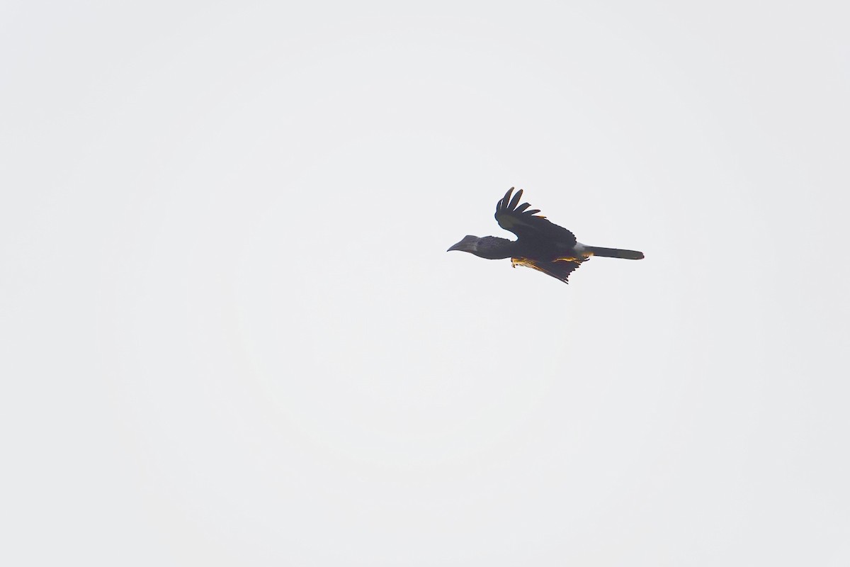 Silvery-cheeked Hornbill - ML639542023
