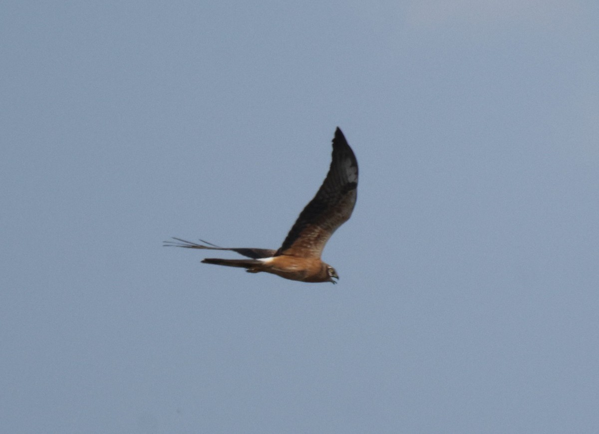 Pallid Harrier - ML639542041
