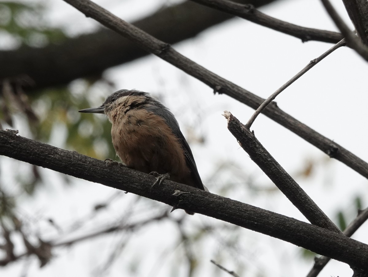 Kashmir Nuthatch - ML639542062
