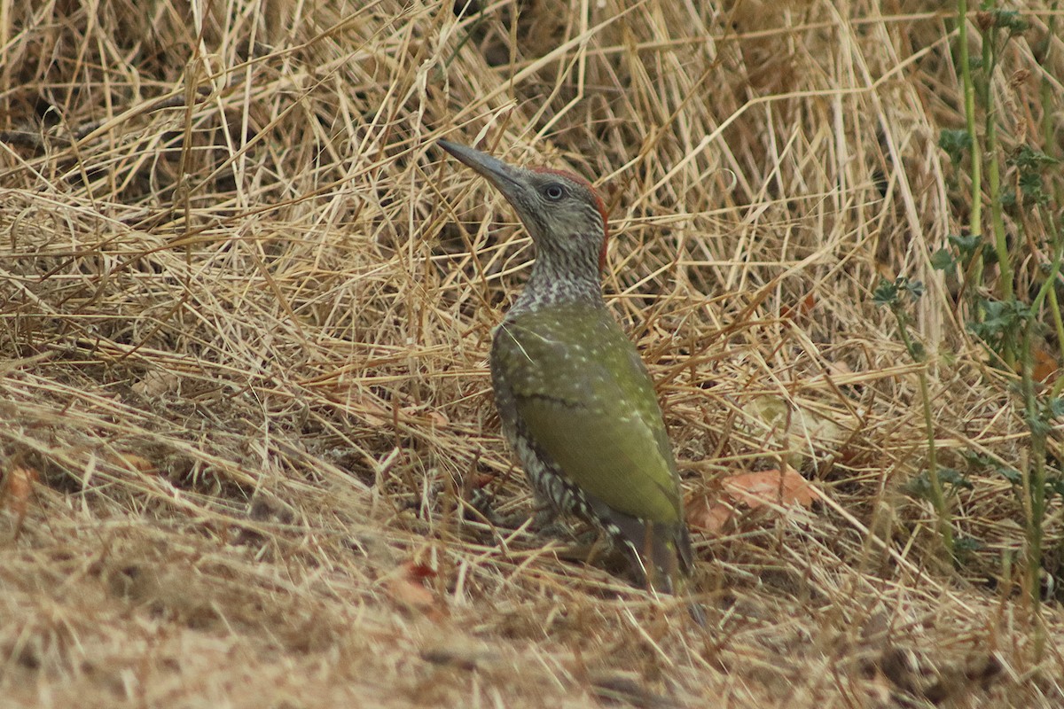 Eurasian Green Woodpecker - ML639542070