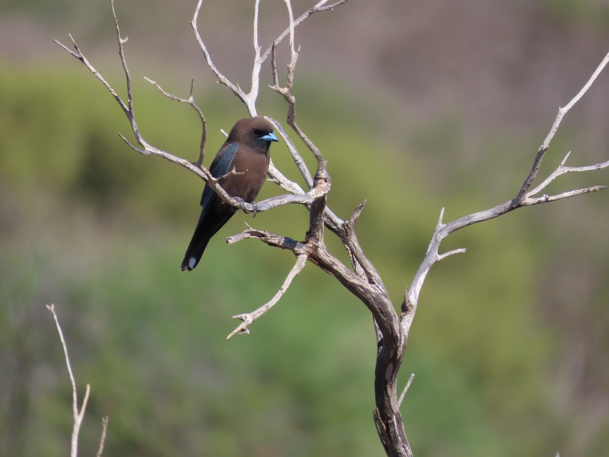 Little Woodswallow - ML639542072