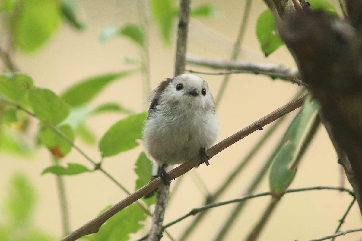 Сүүлт хөх бух - ML639542073