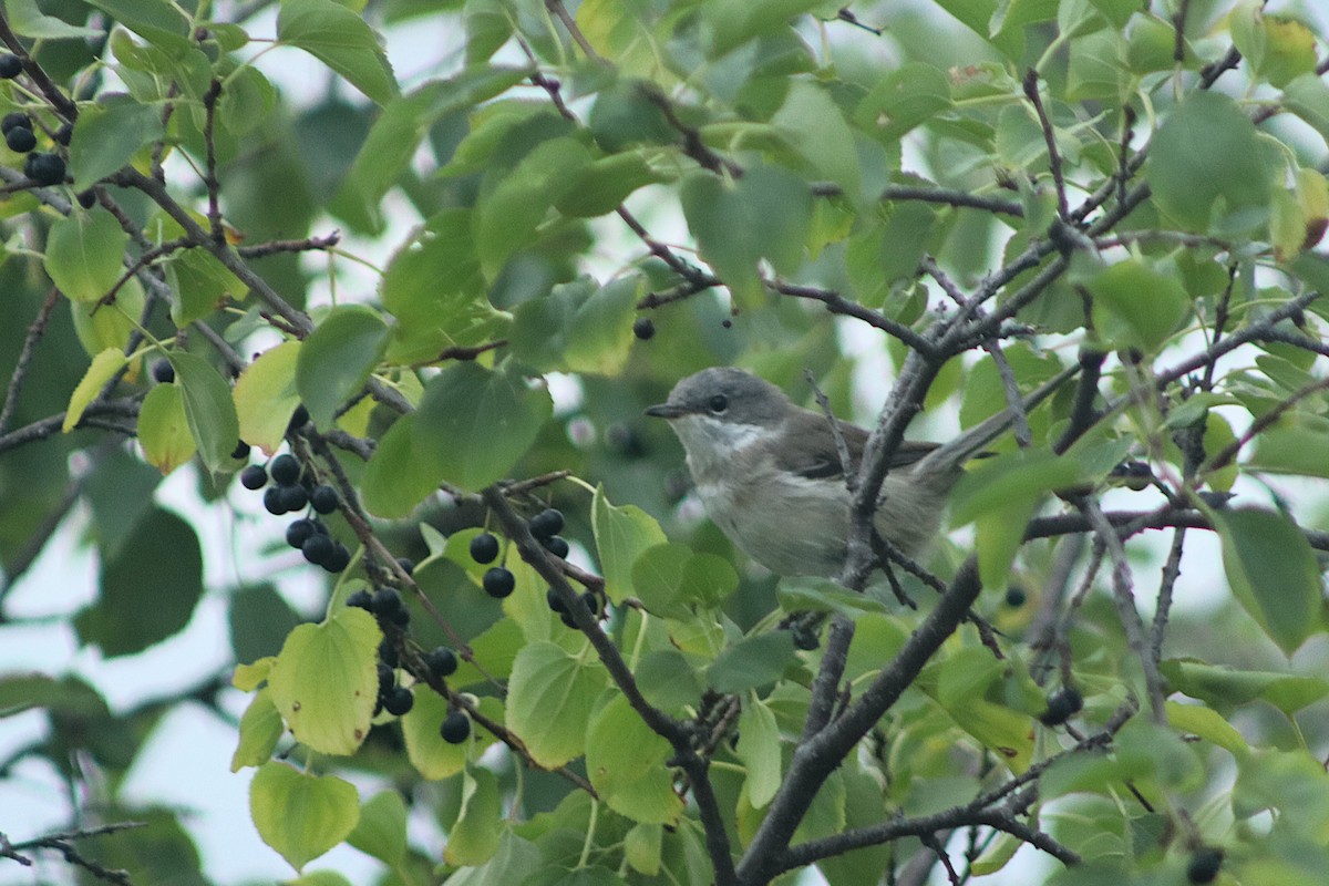 Тарчигнаа зэржгэнэ - ML639542077