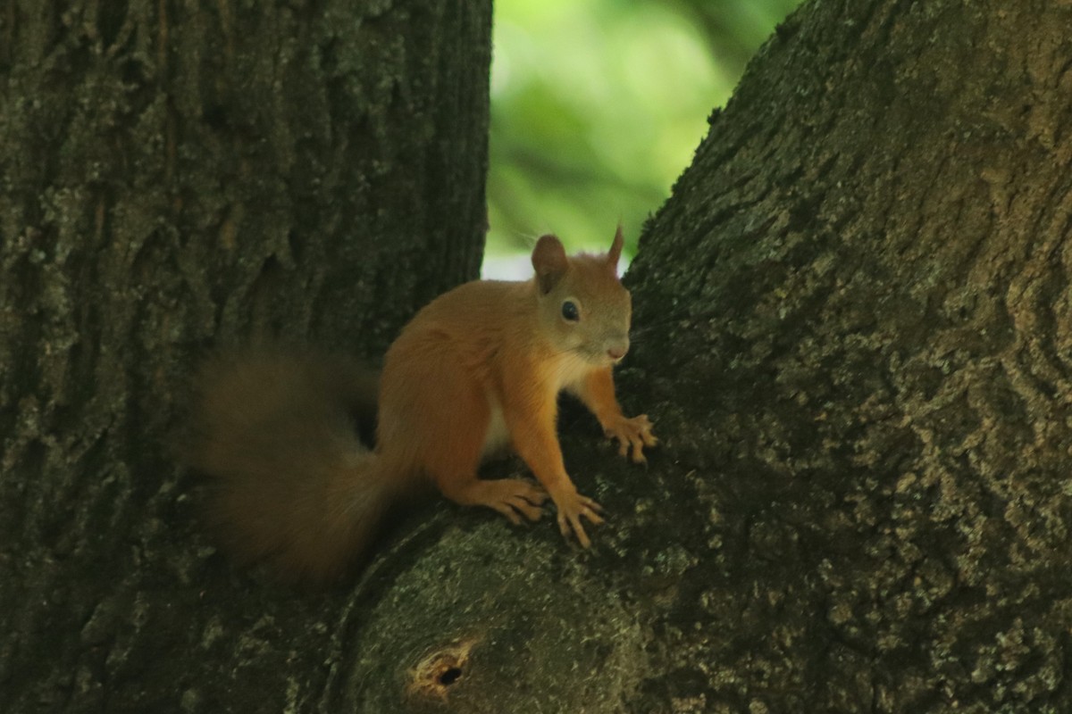 Animals - ML639542089