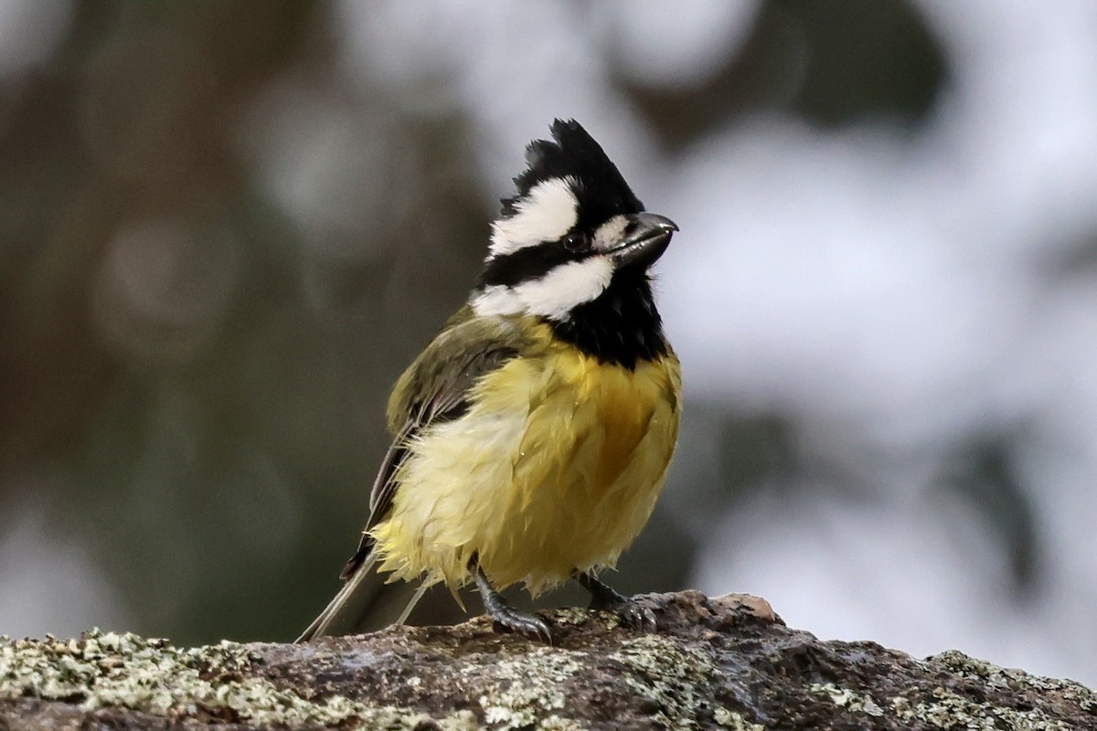 Eastern Shrike-tit - ML639542136