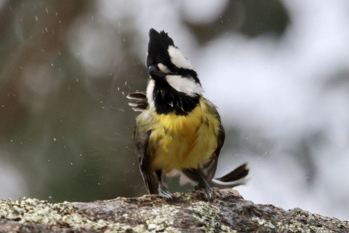Eastern Shrike-tit - ML639542137