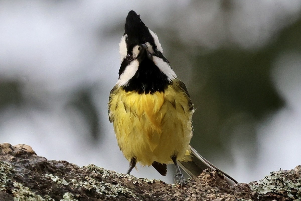 Eastern Shrike-tit - ML639542138